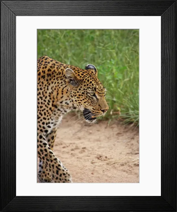 Framed Print : Leopard (Panthera pardus). MalaMala Game Reserve Framed Print : Leopard (Panthera pardus). MalaMala Game Reserve
