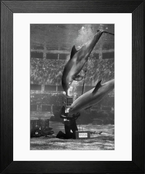 Framed Print : The Stars of the Marineland of the Pacific Oceanarium are the playful porpoises.Here, a couple of friendly 350-pound specimens of the sea mammal dive for a ball, given to them by diver Jake Jacobs. It's no joke to balance that 50-found helmet on his shoulders while wrestling with porpoises in a heavy current here. This is really hard work, though it looks easy as Jake moves gracefully through the water, serving meals to the fish and sea animals and playing with some of them