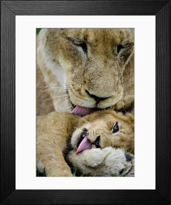 Framed Print : Lioness (Panthera leo) grooming its cub Framed Print : Lioness (Panthera leo) grooming its cub