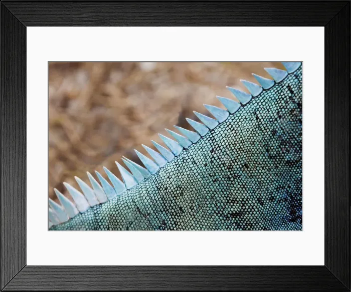 Framed Print : 4311, 4311-113 Framed Print : 4311, 4311-113