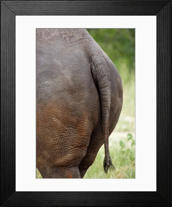 Framed Print : White Rhino (Ceratotherium simum) Framed Print : White Rhino (Ceratotherium simum)