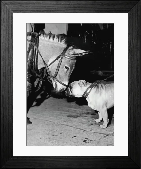 Framed Print : Stage Star. Sweet William the bulldog, is often on the stage during rehearsals of a new play in London (England). When Marlene, a donkey, was brought on to rehearse her part, he sniffed disdainfully, but on his second approach, he found found her quite sweet Framed Print : Stage Star. Sweet William the bulldog, is often on the stage during rehearsals of a new play in London (England). When Marlene, a donkey, was brought on to rehearse her part, he sniffed disdainfully, but on his second approach, he found found her quite sweet