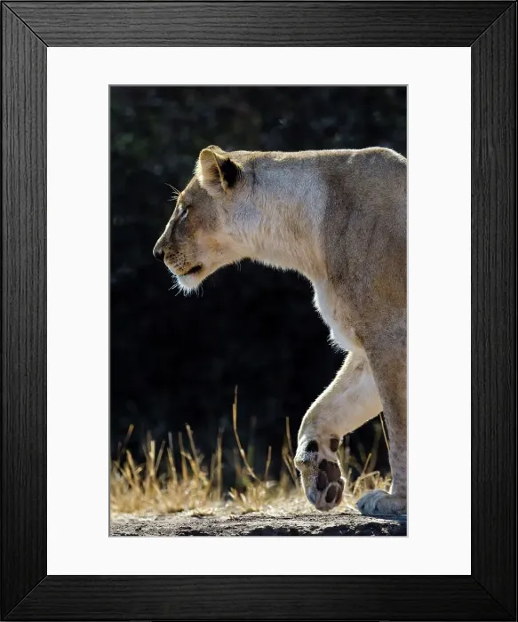 Framed Print : Lion (Panthera leo). Mashatu Game Reserve Framed Print : Lion (Panthera leo). Mashatu Game Reserve