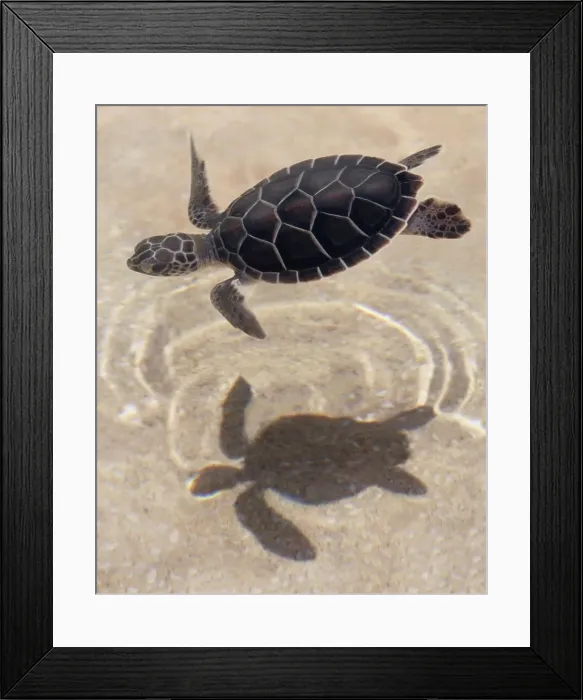 Framed Print : 4311, 4311-114 Framed Print : 4311, 4311-114