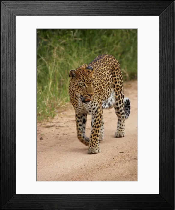 Framed Print : Leopard (Panthera pardus). MalaMala Game Reserve