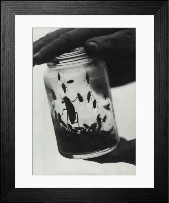 Framed Print : Cockroaches. The Future rules of the World Framed Print : Cockroaches. The Future rules of the World