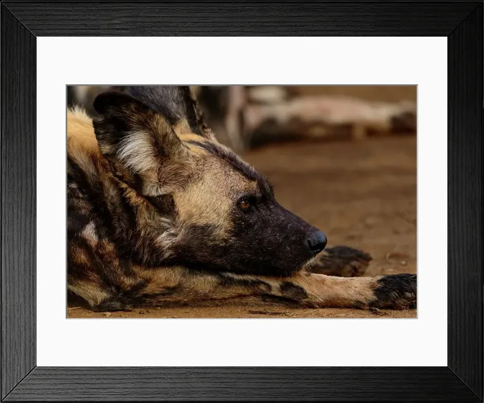 Framed Print : African wild dog (Lycaon pictus) Framed Print : African wild dog (Lycaon pictus)