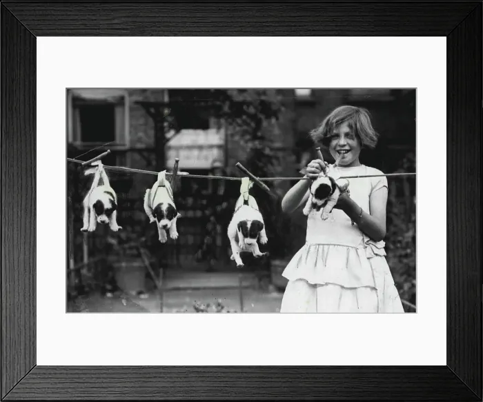 Framed Print : Washing Day - For The Pups.The young kennel-maid has her own ideas on how to dry her pedigree charges after their bath, although the puppies seem quite resigned to their fate Framed Print : Washing Day - For The Pups.The young kennel-maid has her own ideas on how to dry her pedigree charges after their bath, although the puppies seem quite resigned to their fate