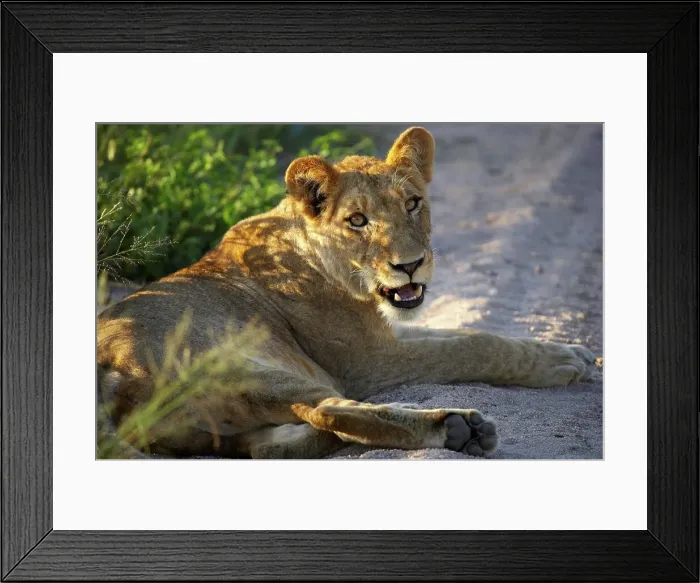 Framed Print : Lioness (Panthera leo). MalaMala Game Reserve Framed Print : Lioness (Panthera leo). MalaMala Game Reserve