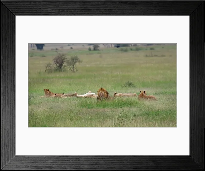Framed Print : 4311, 4311-182 Framed Print : 4311, 4311-182