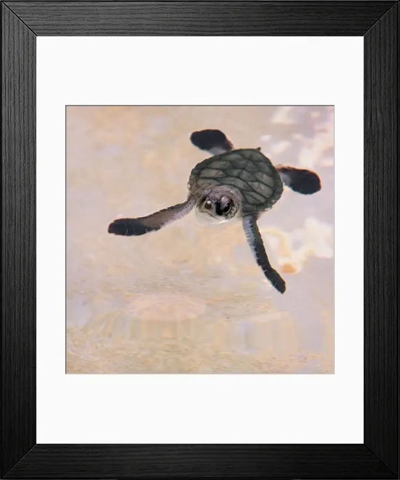 Framed Print : Infant Green Turtle