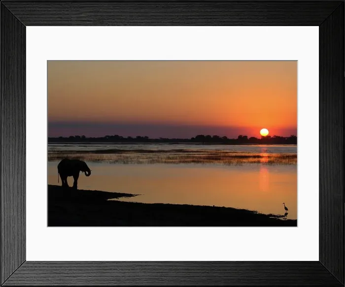 Framed Print : Elephant (Loxodonta Africana) Chobe National Park Framed Print : Elephant (Loxodonta Africana) Chobe National Park