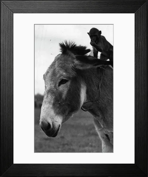 Framed Print : Misc - Animals - Donkeys Framed Print : Misc - Animals - Donkeys