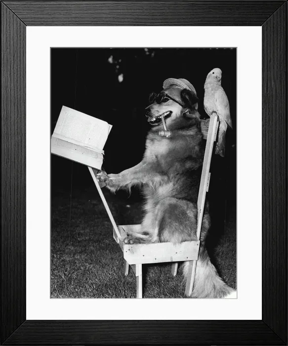 Framed Print : A dog with more than the usual number of tricks in her repertoire is Bubbles, owned by Mrs. Daley, of Windsor, Brisbane.Bubbles, who is shown here engrossed in a book, smoke and seated comfortably on her chair, has done several shows for charity and is a favorite with kidides in the district.Bubbles can also do other tricks including rolling along on a moving barrel.She also can be - and is - entrusted with the family basket and often takes home the day's food supply from a nearby shop Framed Print : A dog with more than the usual number of tricks in her repertoire is Bubbles, owned by Mrs. Daley, of Windsor, Brisbane.Bubbles, who is shown here engrossed in a book, smoke and seated comfortably on her chair, has done several shows for charity and is a favorite with kidides in the district.Bubbles can also do other tricks including rolling along on a moving barrel.She also can be - and is - entrusted with the family basket and often takes home the day's food supply from a nearby shop