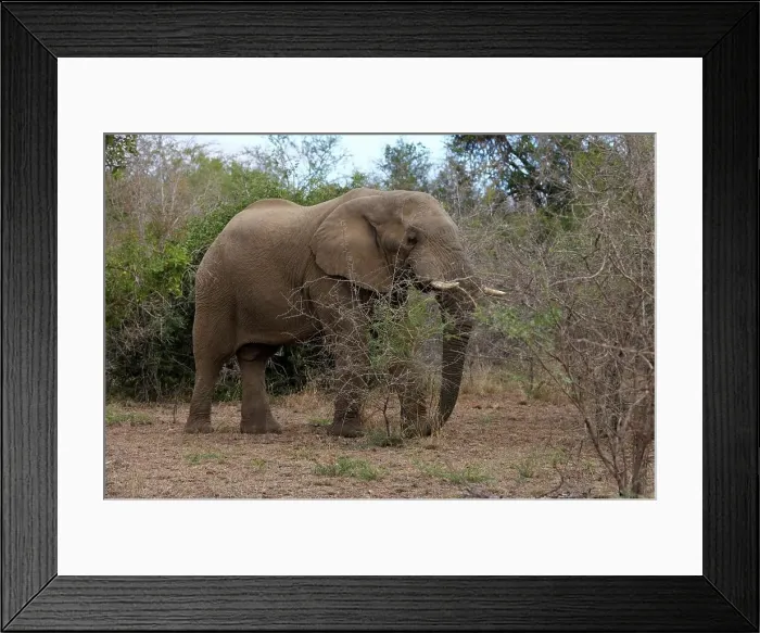 Framed Print : Elephant (Loxodonta africana). Hluhluwe Imfolozi Park Framed Print : Elephant (Loxodonta africana). Hluhluwe Imfolozi Park