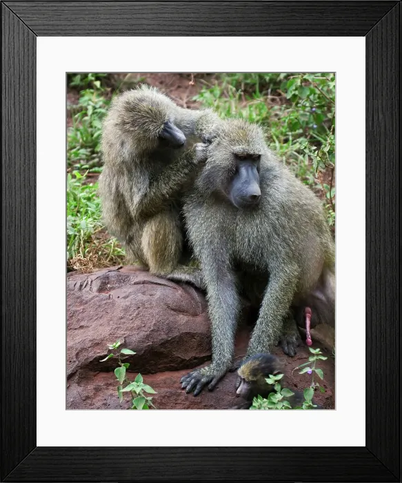 Framed Print : A Female Olive Baboon Grooms a Male Baboon Framed Print : A Female Olive Baboon Grooms a Male Baboon