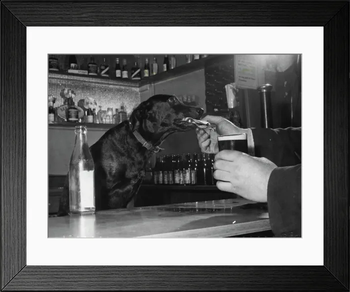 Framed Print : There are pubs in Preston where you can call for a drink and be served by a little black dog called Jet'. Jet belongs to Jimmy Gainer, a professional rat-catcher.Her master has trained her to pour out a bottle of beer as neatly as a life-member of the Bartenders Guild. And if you put down a note, Jet will take it over to the till and come back with your change.Mind you, the dog isn't perfect. She ***** can't play Nellie Dean on an old ***** for those who want to sing towards ***** the evening. And you can't tell ***** like you can a barmaid Framed Print : There are pubs in Preston where you can call for a drink and be served by a little black dog called Jet'. Jet belongs to Jimmy Gainer, a professional rat-catcher.Her master has trained her to pour out a bottle of beer as neatly as a life-member of the Bartenders Guild. And if you put down a note, Jet will take it over to the till and come back with your change.Mind you, the dog isn't perfect. She ***** can't play Nellie Dean on an old ***** for those who want to sing towards ***** the evening. And you can't tell ***** like you can a barmaid