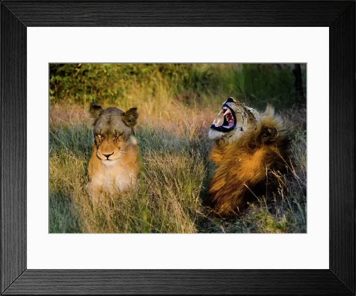 Framed Print : Lion (Panthera leo) yawning. Timbavati Game Reserve Framed Print : Lion (Panthera leo) yawning. Timbavati Game Reserve