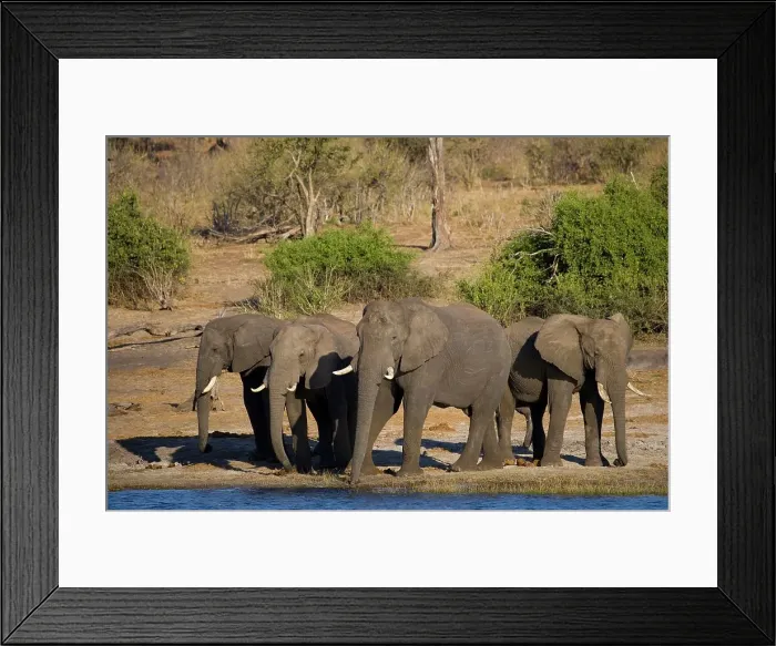 Framed Print : Elephant (Loxodonta Africana) Chobe National Park