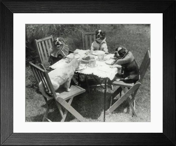 Framed Print : Tabby Forgets Her Table Manners.Tabby is hungry and forgets the niceties of her table manners as she takes her place with three boston terriers belonging to Mrs. D.A. Fruitticher of Birmingham, Ala. The terriers don't seem to mind, however, and enjoy posing for the cameraman Framed Print : Tabby Forgets Her Table Manners.Tabby is hungry and forgets the niceties of her table manners as she takes her place with three boston terriers belonging to Mrs. D.A. Fruitticher of Birmingham, Ala. The terriers don't seem to mind, however, and enjoy posing for the cameraman