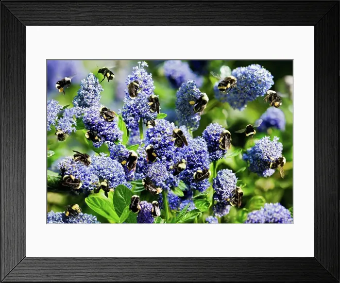 Framed Print : Photo Illustration of Bumblebees on a Flowering Plant Framed Print : Photo Illustration of Bumblebees on a Flowering Plant