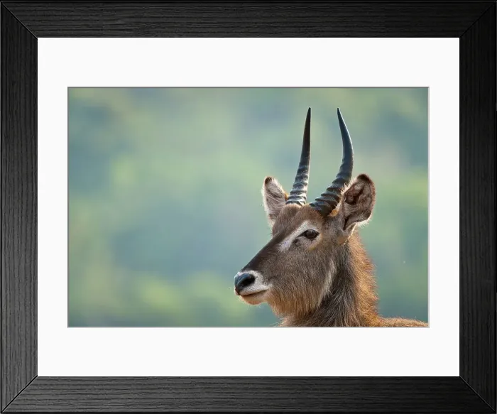 Framed Print : Waterbuck (Kobus ellipsiprymnus) herd Framed Print : Waterbuck (Kobus ellipsiprymnus) herd