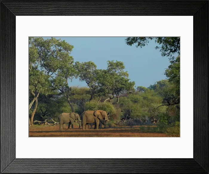 Framed Print : Elephant (Loxodonta africana) herd in veld