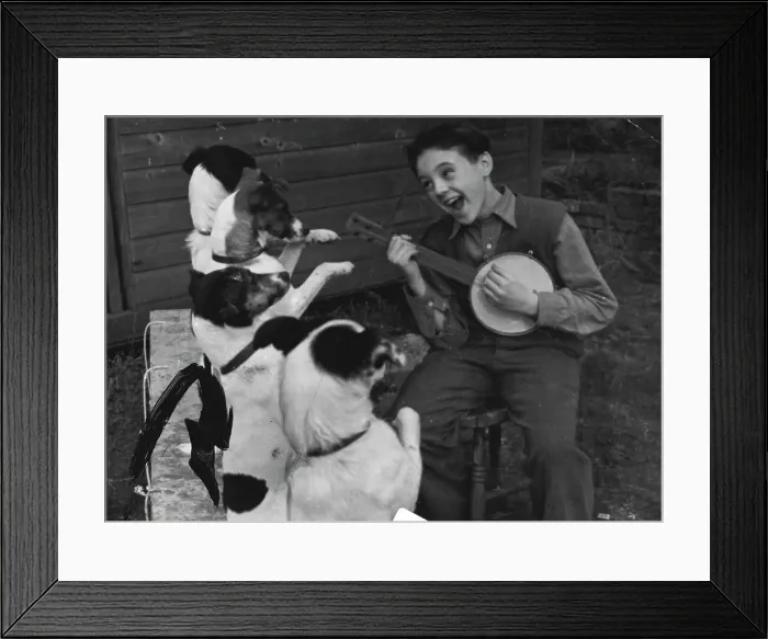 Framed Print : Music, Maestro, Please... These four clever dogs seem to be saying. They are only to happy to beg if Maurice Carre, 11, will play for them. Maurice who looks after them at Chessington, Surrey, hopes in time to teach them to bark a song Framed Print : Music, Maestro, Please... These four clever dogs seem to be saying. They are only to happy to beg if Maurice Carre, 11, will play for them. Maurice who looks after them at Chessington, Surrey, hopes in time to teach them to bark a song