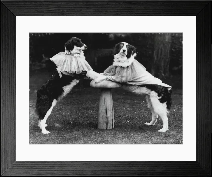 Framed Print : Telling The Old, old story, Just a couple of dusty pups disguised as Harry and Harriet at a trysting place near Oxford, England Framed Print : Telling The Old, old story, Just a couple of dusty pups disguised as Harry and Harriet at a trysting place near Oxford, England