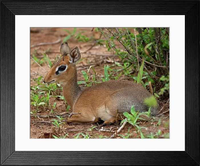 Framed Print : Female Kirk's Dik-Dik Rests After Grazing Framed Print : Female Kirk's Dik-Dik Rests After Grazing