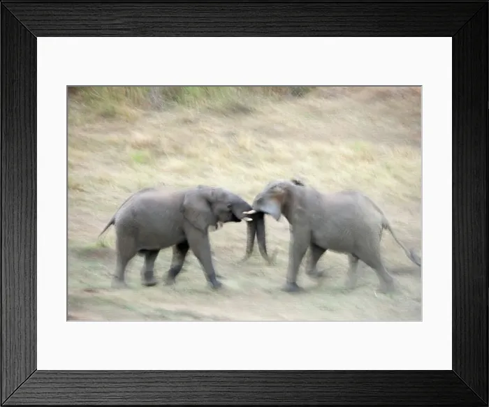 Framed Print : Elephant (Loxodonta africana) bulls fighting Framed Print : Elephant (Loxodonta africana) bulls fighting