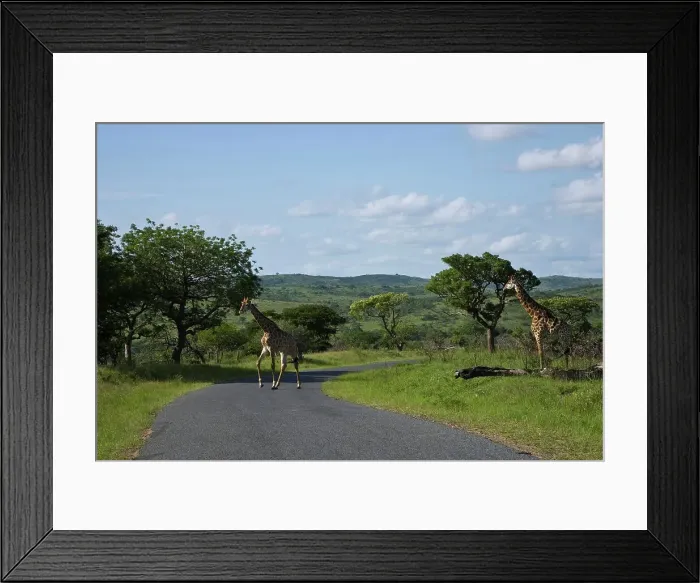 Framed Print : Giraffe Giraffa Camelopardalis} Framed Print : Giraffe Giraffa Camelopardalis}