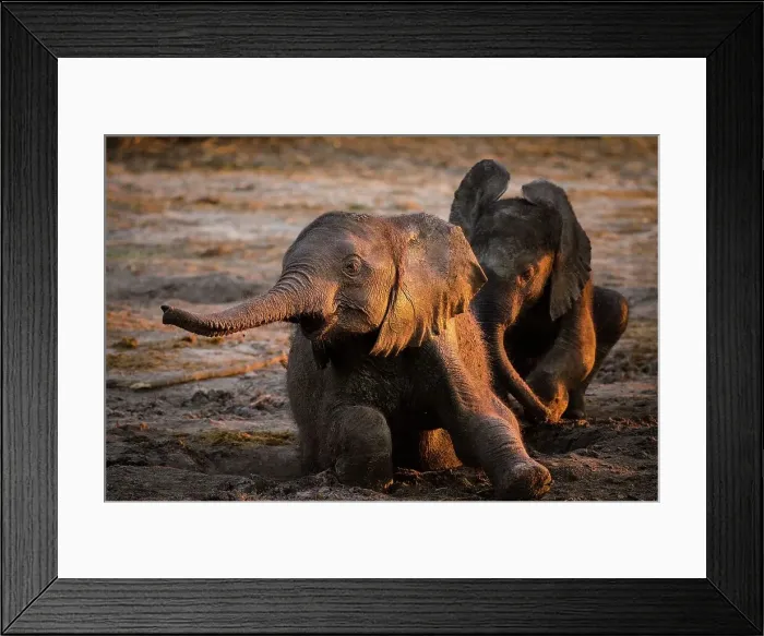 Framed Print : African bush elephant or African savanna elephant (Loxodonta africana) babies playing