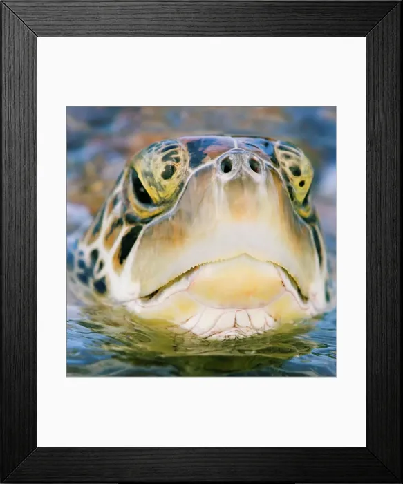 Framed Print : Grumpy Green Turtle Framed Print : Grumpy Green Turtle