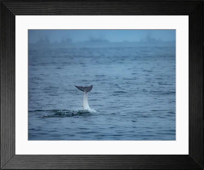 Framed Print : California Casper Grampus Griseus Monterey Bay