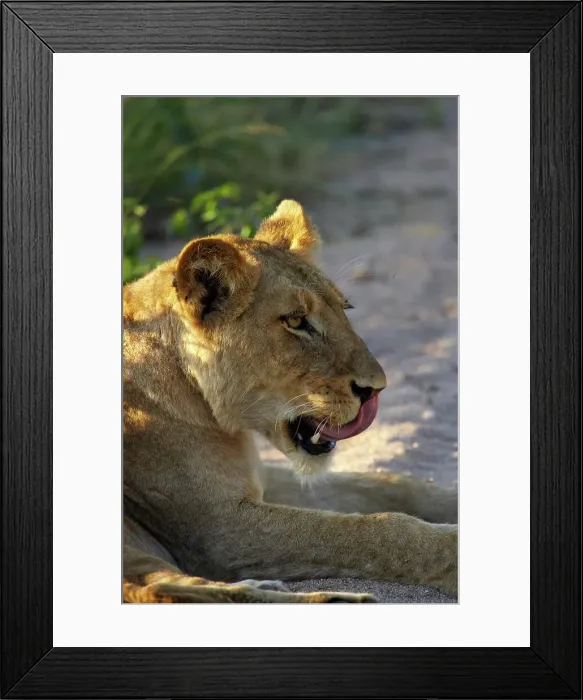 Framed Print : Lioness (Panthera leo). MalaMala Game Reserve Framed Print : Lioness (Panthera leo). MalaMala Game Reserve