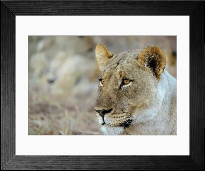 Framed Print : Lion (Panthera leo). Madikwe Game Reserve Framed Print : Lion (Panthera leo). Madikwe Game Reserve
