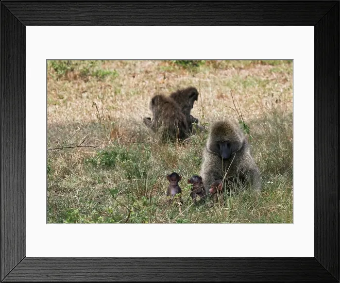 Framed Print : 4311, 4311-177