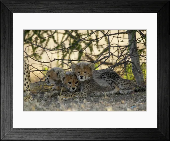 Framed Print : Cheetah (Acinonyx jubatus) cubs lying in shade Framed Print : Cheetah (Acinonyx jubatus) cubs lying in shade