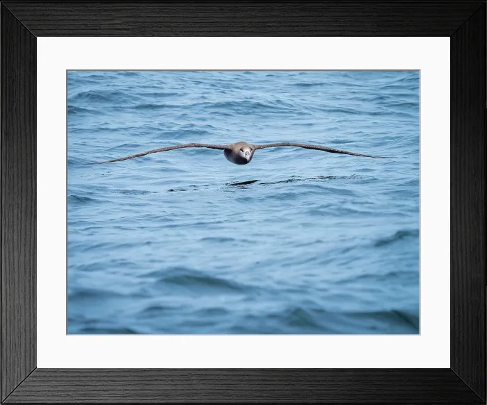 Framed Print : Black-footed Albatross (Phoebastria Nigripes) Framed Print : Black-footed Albatross (Phoebastria Nigripes)