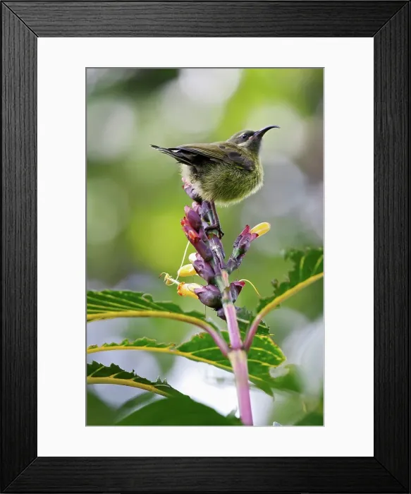 Framed Print : A Female Bronze Sunbird is Perched on a Flower Framed Print : A Female Bronze Sunbird is Perched on a Flower