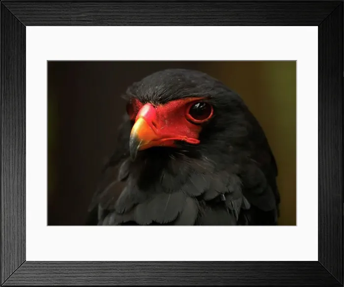 Framed Print : Bataleur Eagle at Umgeni River Bird Park Framed Print : Bataleur Eagle at Umgeni River Bird Park