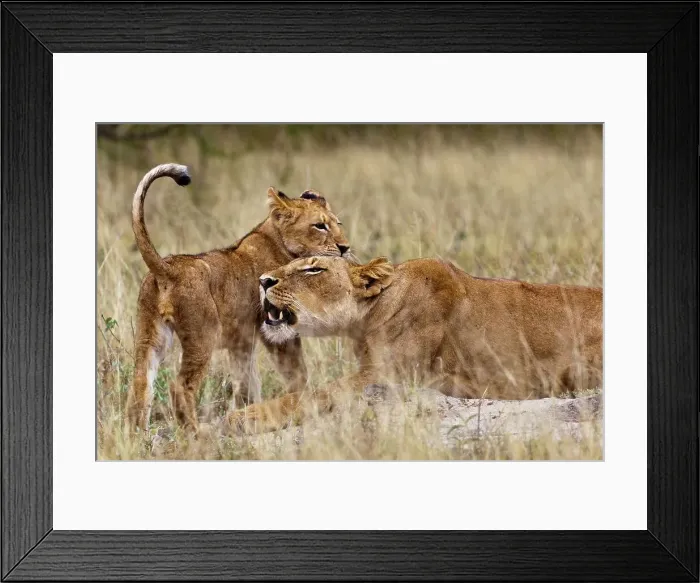 Framed Print : Lion (Panthera leo) female roaring and cub