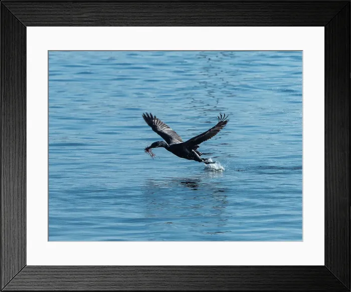 Framed Print : Brandt Cormorant California Collecting Monterey Bay Framed Print : Brandt Cormorant California Collecting Monterey Bay