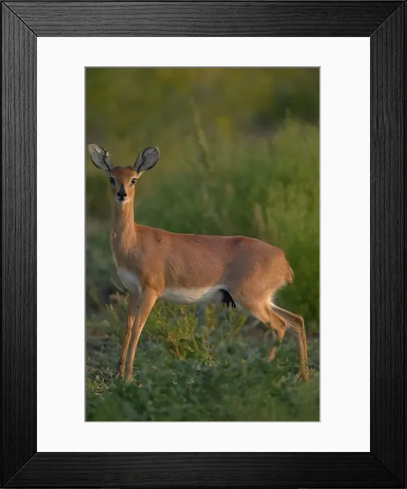 Framed Print : Steenbok (Raphicerus campestris) female Framed Print : Steenbok (Raphicerus campestris) female