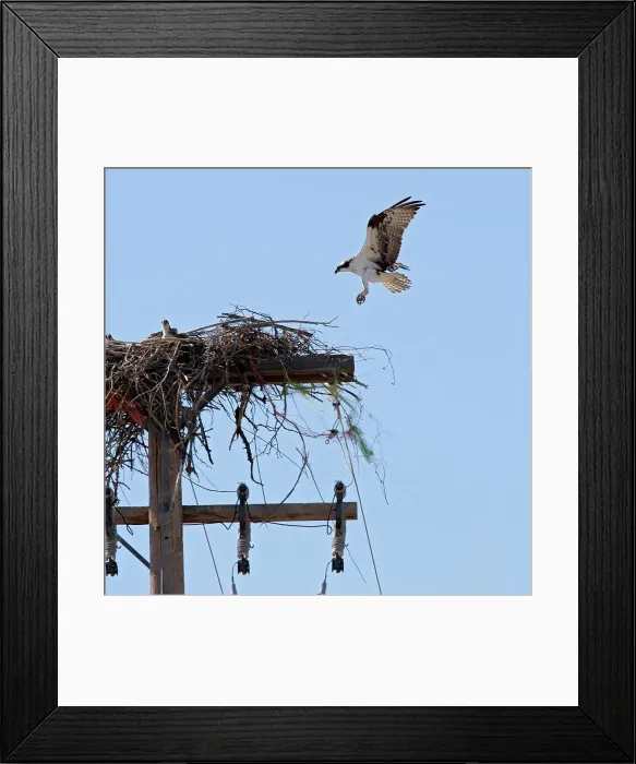 Framed Print : An Osprey Comes in for a Landing at a Nest With Several Chicks Framed Print : An Osprey Comes in for a Landing at a Nest With Several Chicks