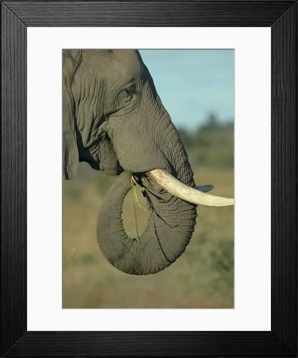Framed Print : Elephant (Loxodonta africana) feeding Framed Print : Elephant (Loxodonta africana) feeding