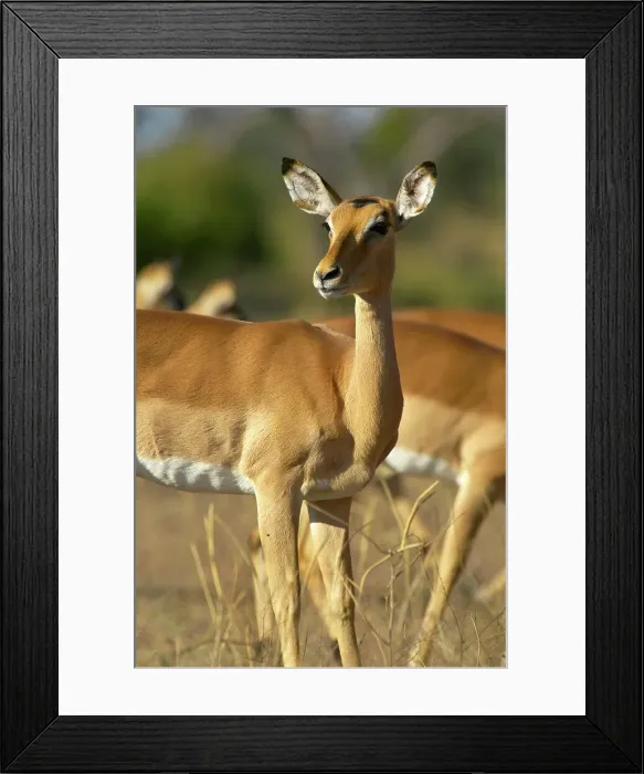 Framed Print : Impala (Aepyceros melampus) portrait Framed Print : Impala (Aepyceros melampus) portrait