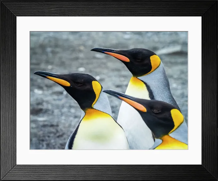 Framed Print : Aptenodytes Patagonicus Climate Change Courting Framed Print : Aptenodytes Patagonicus Climate Change Courting