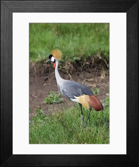 Framed Print : 4311, 4311-264 Framed Print : 4311, 4311-264